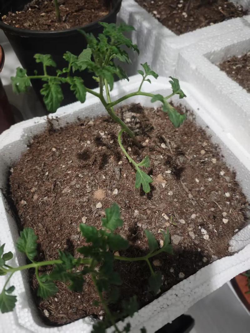 黄金果（乳茄）的养殖方法和注意事项？黄金果的功效与作用黄金果费用？-第4张图片-优品飞百科