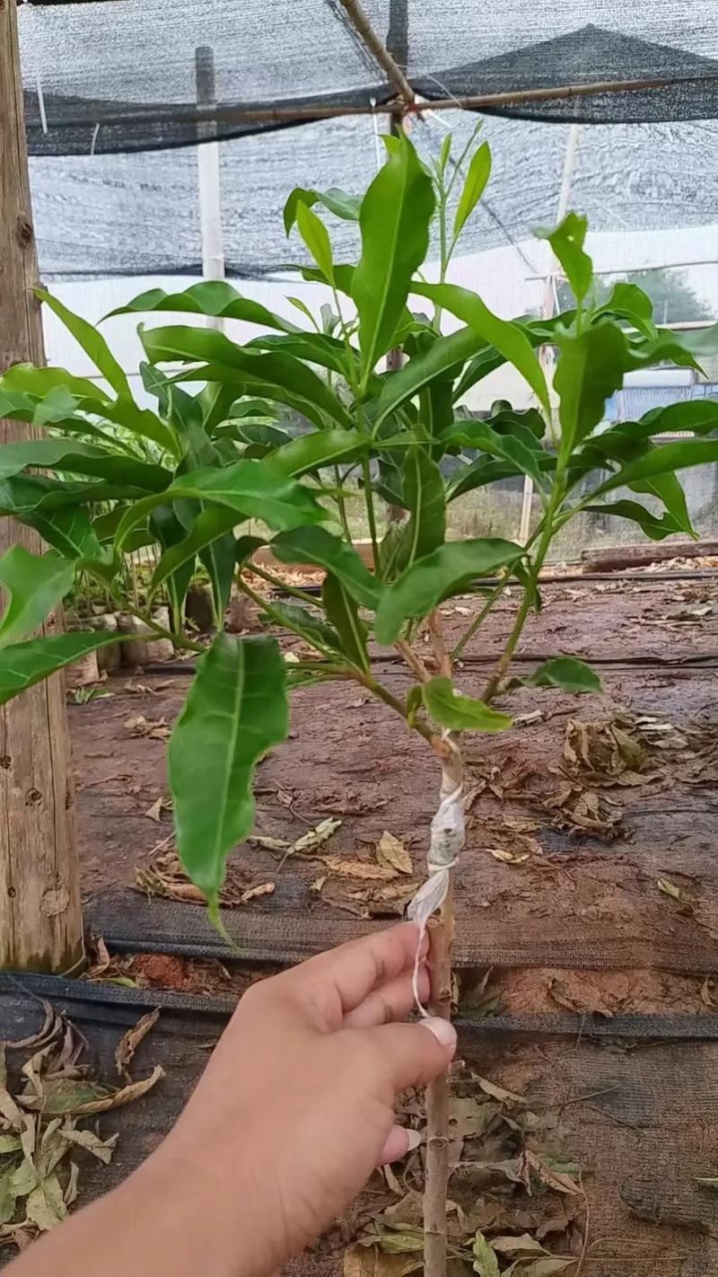 黄金果（乳茄）的养殖方法和注意事项？黄金果的功效与作用黄金果费用？-第5张图片-优品飞百科