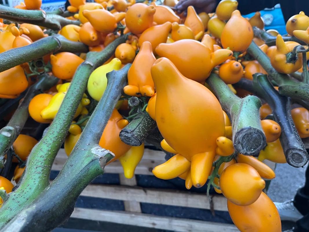 黄金果（乳茄）的养殖方法和注意事项？黄金果的功效与作用黄金果费用？-第6张图片-优品飞百科