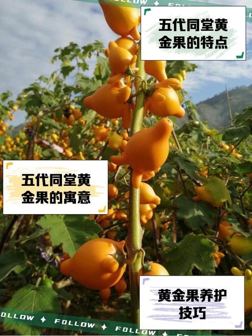 黄金果（乳茄）的养殖方法和注意事项？黄金果的功效与作用黄金果费用？-第7张图片-优品飞百科