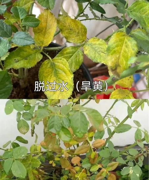 月季缺肥的表现，月季肥害怎么补救？