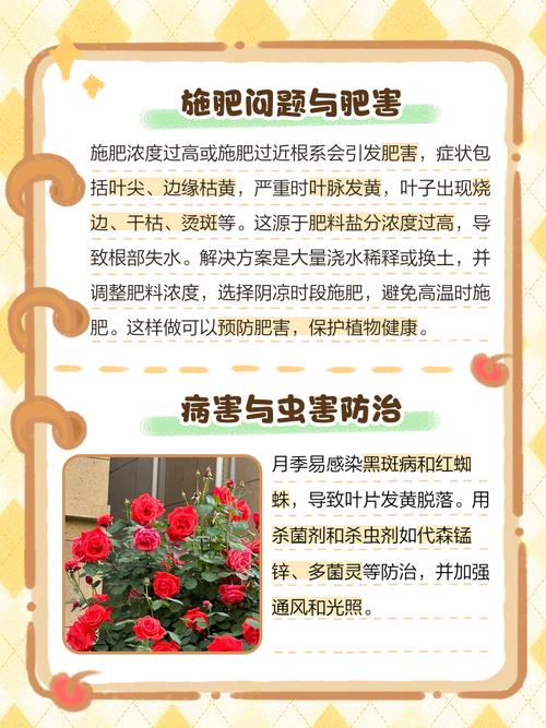 月季缺肥的表现,月季肥害怎么补救?-第2张图片-优品飞百科 月季缺肥的表现,月季肥害怎么补救?-第2张图片-优品飞百科