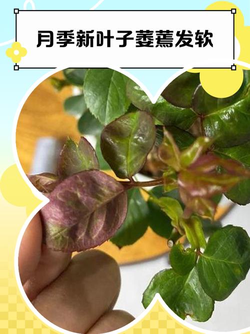 月季缺肥的表现,月季肥害怎么补救?-第3张图片-优品飞百科 月季缺肥的表现,月季肥害怎么补救?-第3张图片-优品飞百科