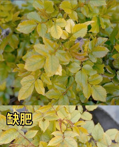 月季缺肥的表现,月季肥害怎么补救?-第5张图片-优品飞百科 月季缺肥的表现,月季肥害怎么补救?-第5张图片-优品飞百科