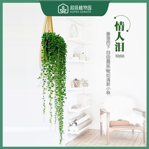 佛珠和情人泪的区别，哪个好养？佛珠和情人泪的区别的养殖方法？-第1张图片-优品飞百科