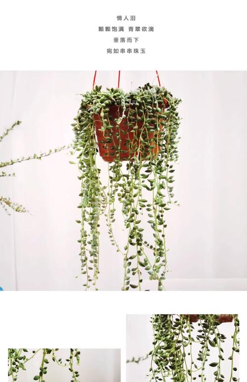 佛珠和情人泪的区别，哪个好养？佛珠和情人泪的区别的养殖方法？-第2张图片-优品飞百科