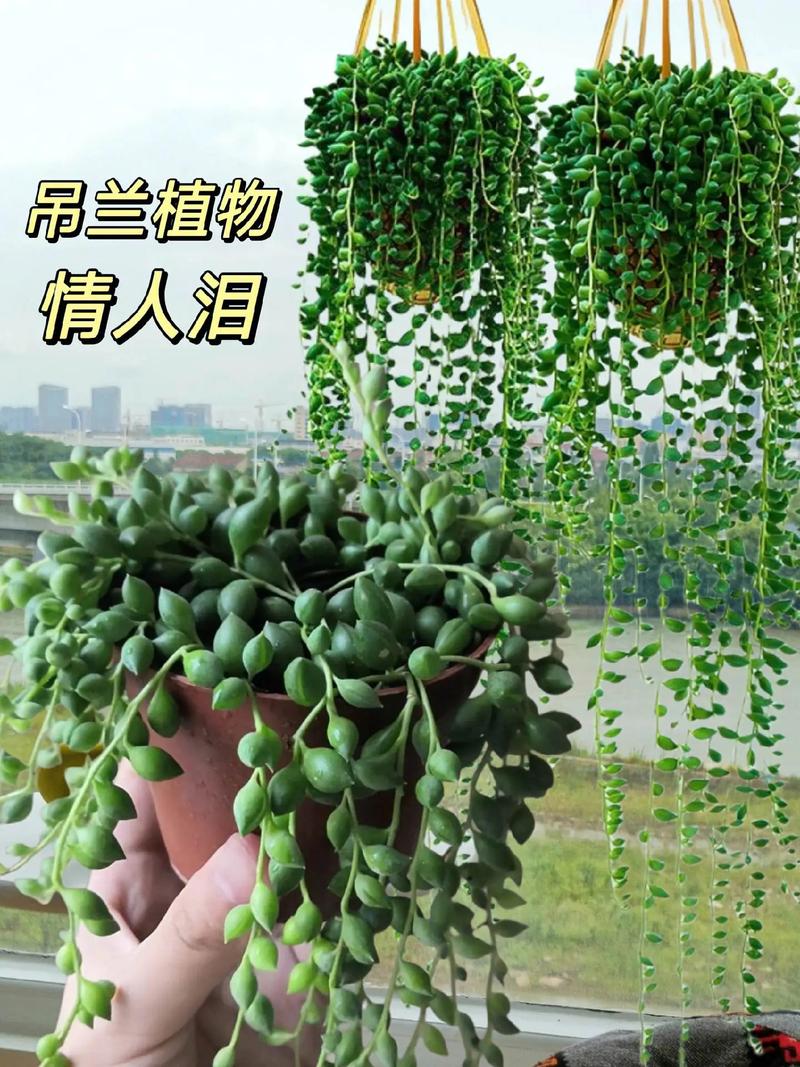 佛珠和情人泪的区别，哪个好养？佛珠和情人泪的区别的养殖方法？-第3张图片-优品飞百科