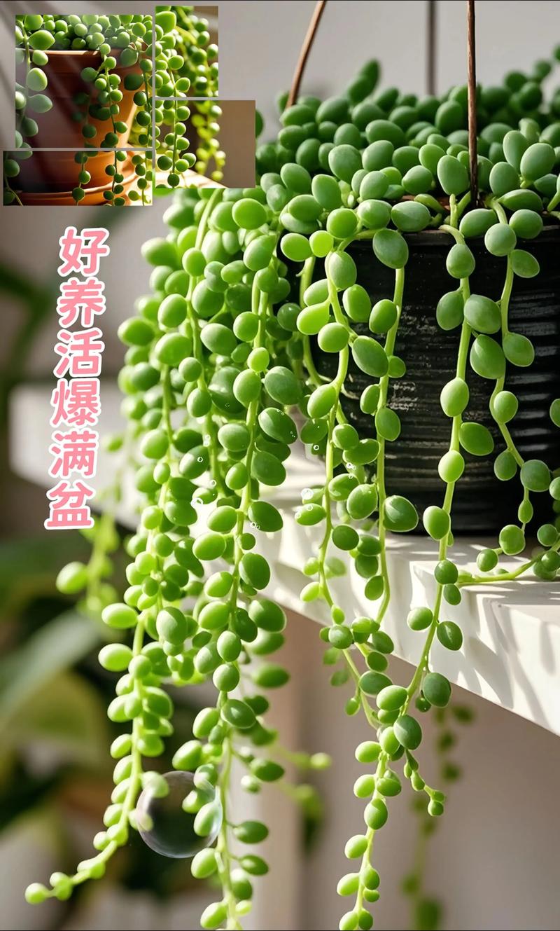 佛珠和情人泪的区别，哪个好养？佛珠和情人泪的区别的养殖方法？-第4张图片-优品飞百科