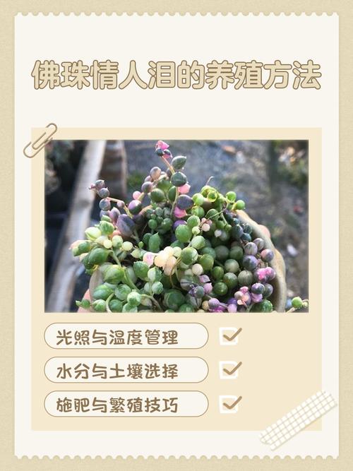 佛珠和情人泪的区别，哪个好养？佛珠和情人泪的区别的养殖方法？-第5张图片-优品飞百科