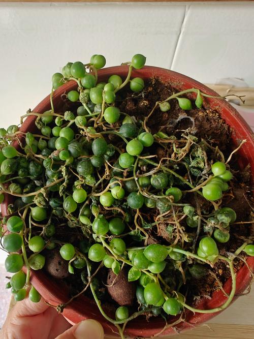 佛珠和情人泪的区别，哪个好养？佛珠和情人泪的区别的养殖方法？-第6张图片-优品飞百科