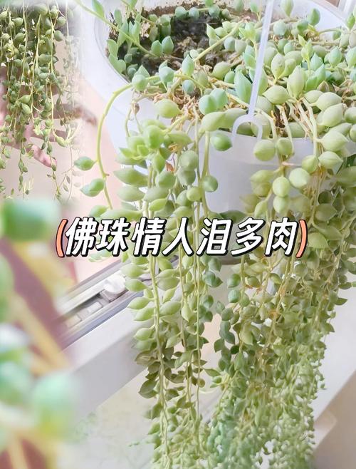 佛珠和情人泪的区别，哪个好养？佛珠和情人泪的区别的养殖方法？-第7张图片-优品飞百科