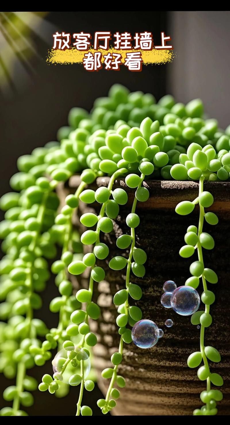 佛珠和情人泪的区别，哪个好养？佛珠和情人泪的区别的养殖方法？-第8张图片-优品飞百科