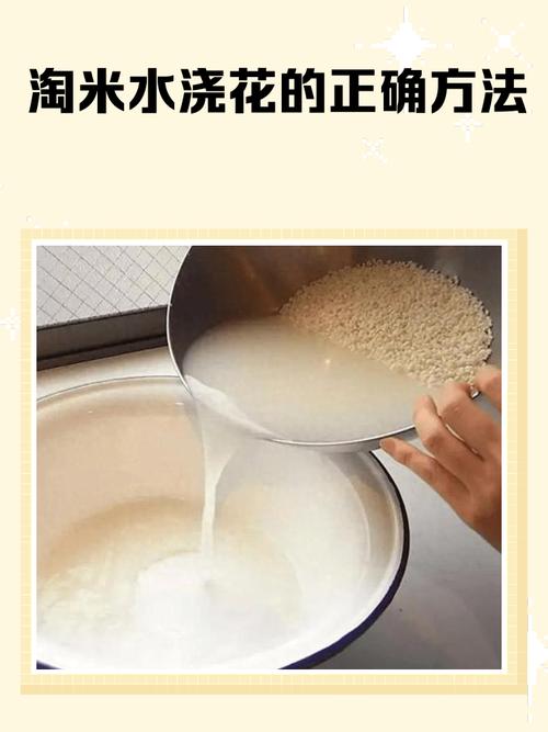 哪些花不适合浇淘米水？哪些花可以用淘米水浇？