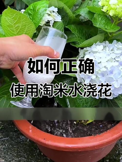 哪些花不适合浇淘米水？哪些花可以用淘米水浇？-第2张图片-优品飞百科