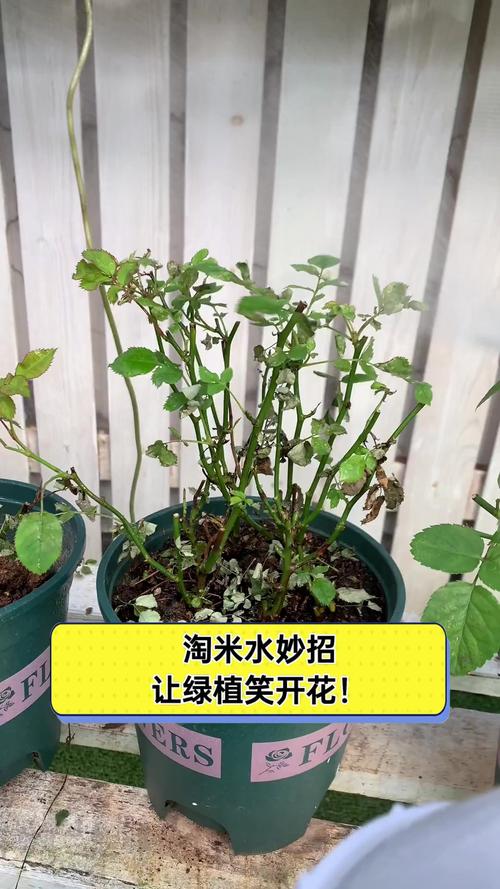 哪些花不适合浇淘米水？哪些花可以用淘米水浇？-第3张图片-优品飞百科