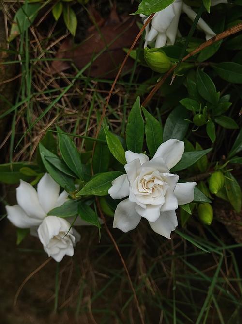 栀子花有毒吗，栀子花有毒吗可以吃吗-第2张图片-优品飞百科