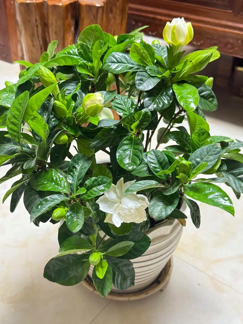 栀子花有毒吗，栀子花有毒吗可以吃吗-第3张图片-优品飞百科