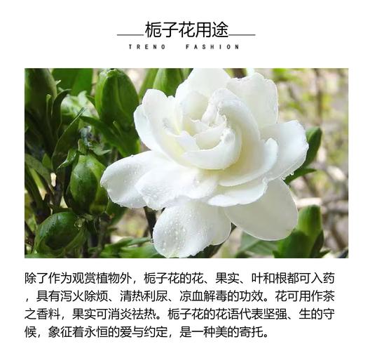栀子花有毒吗，栀子花有毒吗可以吃吗-第4张图片-优品飞百科