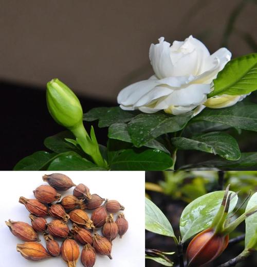 栀子花有毒吗，栀子花有毒吗可以吃吗-第7张图片-优品飞百科