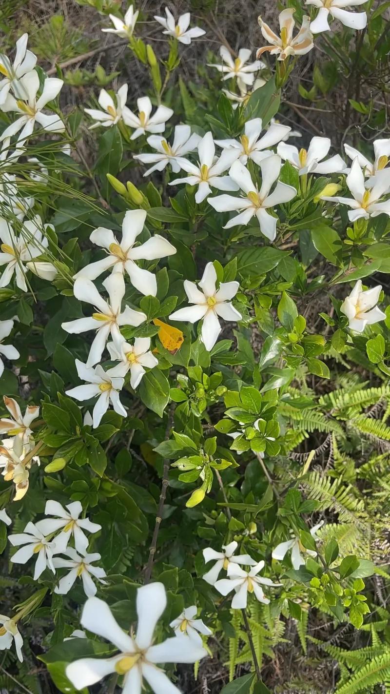 栀子花有毒吗，栀子花有毒吗可以吃吗-第8张图片-优品飞百科