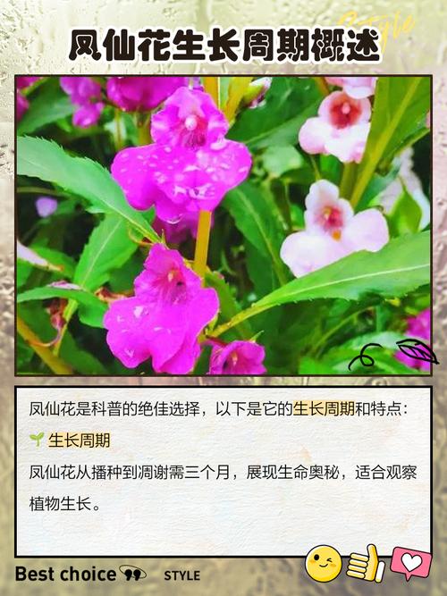 凤仙花几天浇一次水？凤仙花几天浇一次水让它更快更好？