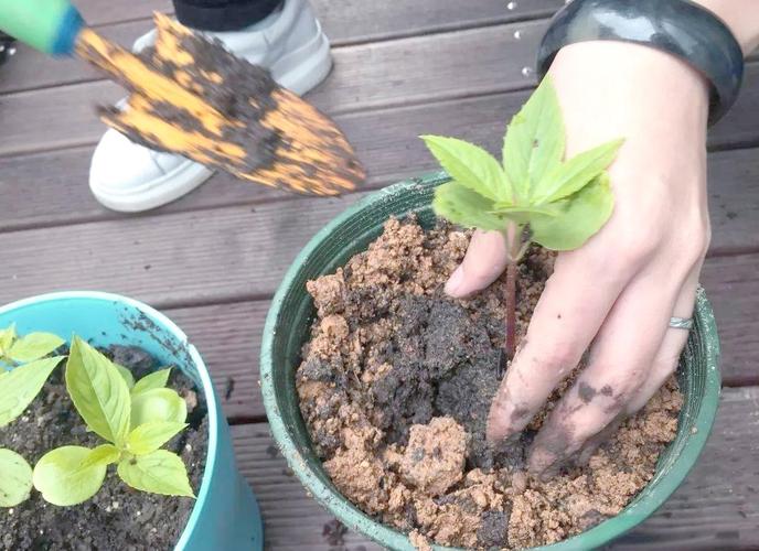 凤仙花几天浇一次水？凤仙花几天浇一次水让它更快更好？-第2张图片-优品飞百科