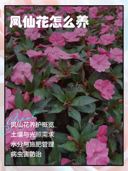 凤仙花几天浇一次水？凤仙花几天浇一次水让它更快更好？-第3张图片-优品飞百科