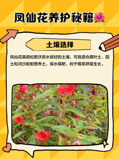 凤仙花几天浇一次水？凤仙花几天浇一次水让它更快更好？-第4张图片-优品飞百科