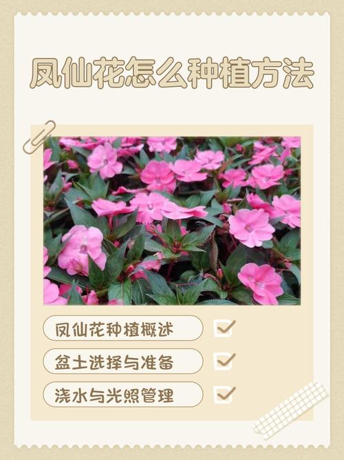 凤仙花几天浇一次水？凤仙花几天浇一次水让它更快更好？-第6张图片-优品飞百科