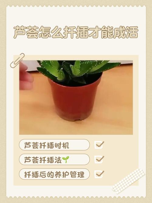 芦荟怎么繁殖，芦荟怎么繁殖方法？-第2张图片-优品飞百科