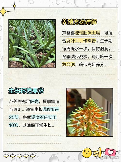 芦荟怎么繁殖，芦荟怎么繁殖方法？-第3张图片-优品飞百科