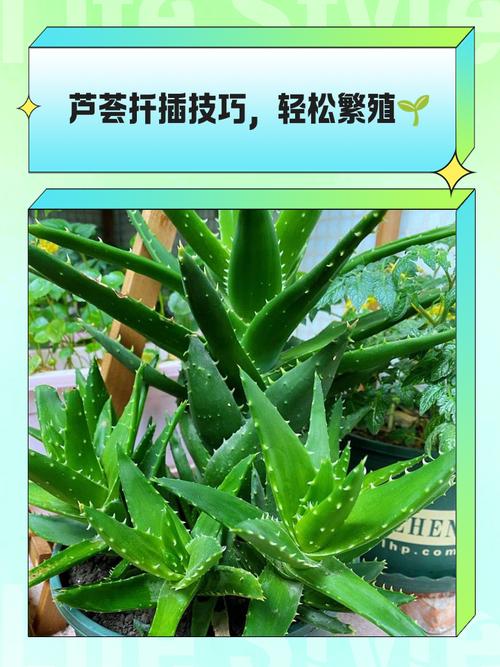 芦荟怎么繁殖，芦荟怎么繁殖方法？-第4张图片-优品飞百科