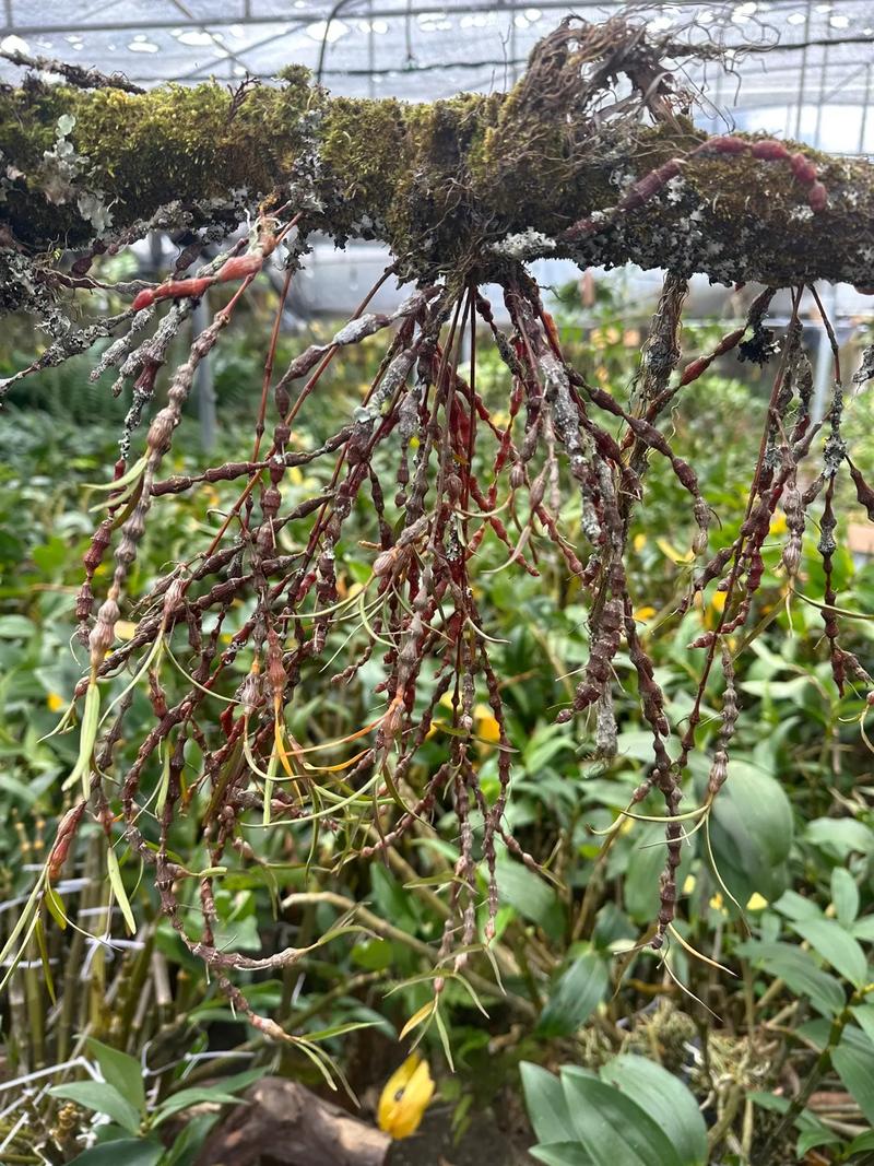 串珠石斛怎么种植，串珠石斛种植修根吗怎么养？-第1张图片-优品飞百科