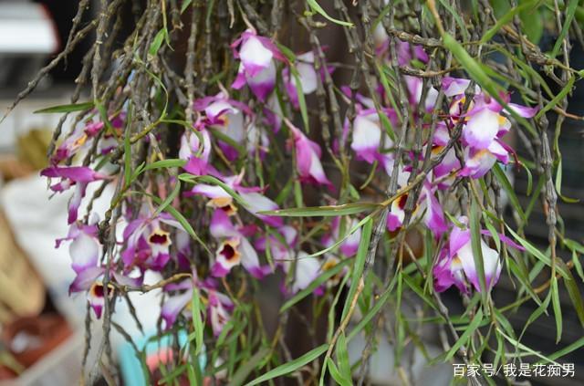 串珠石斛怎么种植，串珠石斛种植修根吗怎么养？-第2张图片-优品飞百科