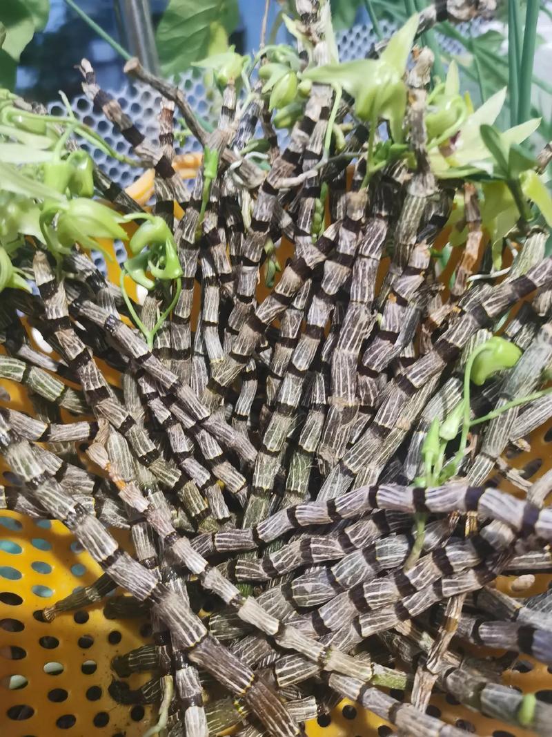 串珠石斛怎么种植，串珠石斛种植修根吗怎么养？-第3张图片-优品飞百科