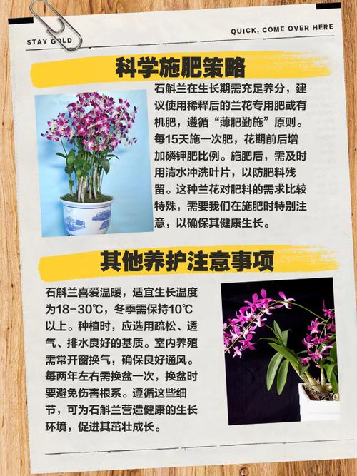 串珠石斛怎么种植，串珠石斛种植修根吗怎么养？-第4张图片-优品飞百科