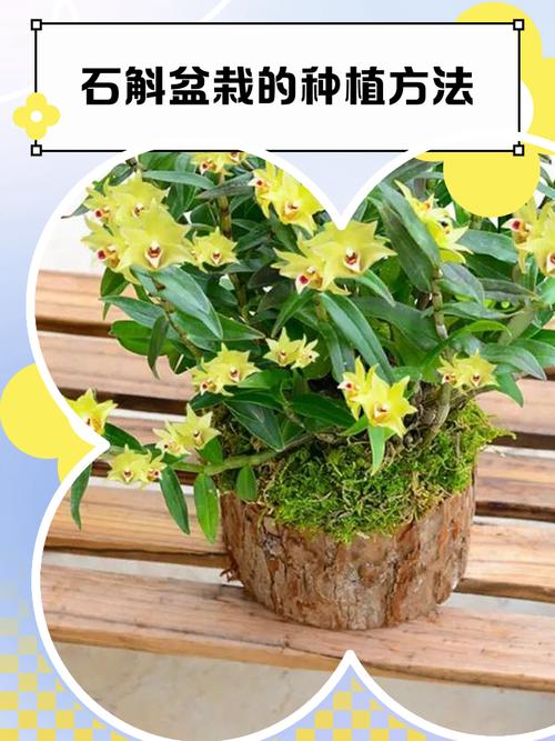 串珠石斛怎么种植，串珠石斛种植修根吗怎么养？-第5张图片-优品飞百科