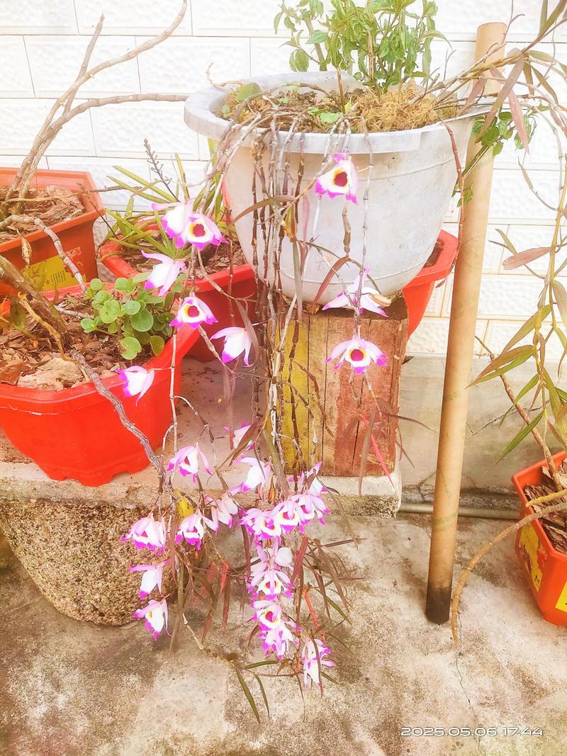 串珠石斛怎么种植，串珠石斛种植修根吗怎么养？-第7张图片-优品飞百科