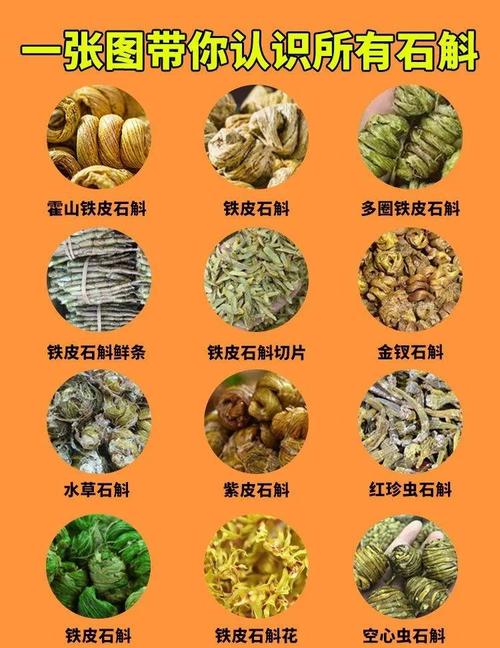 串珠石斛怎么种植，串珠石斛种植修根吗怎么养？-第8张图片-优品飞百科