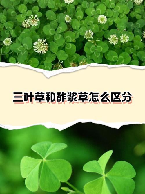 酢浆草与三叶草有什么区别？酢浆草 三叶草？