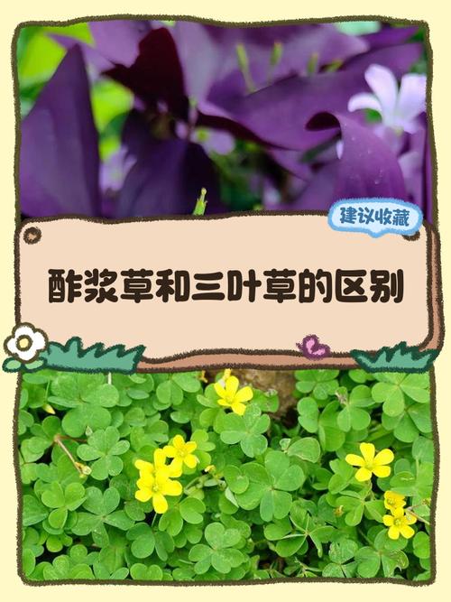 酢浆草与三叶草有什么区别？酢浆草 三叶草？-第2张图片-优品飞百科