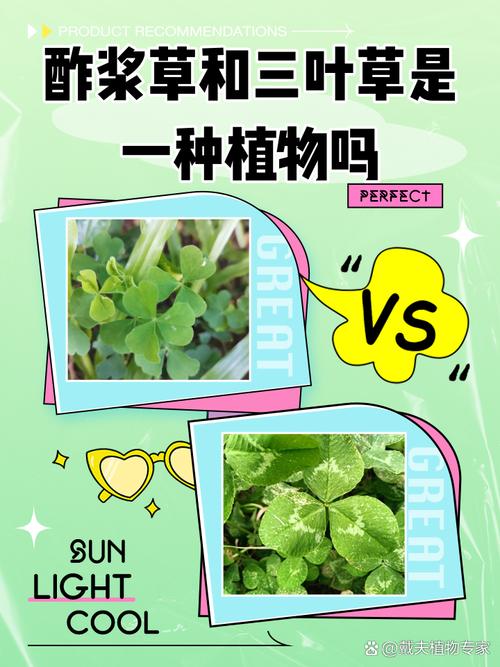 酢浆草与三叶草有什么区别？酢浆草 三叶草？-第4张图片-优品飞百科