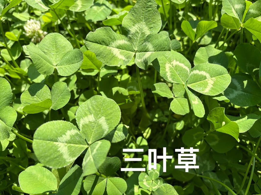 酢浆草与三叶草有什么区别？酢浆草 三叶草？-第5张图片-优品飞百科