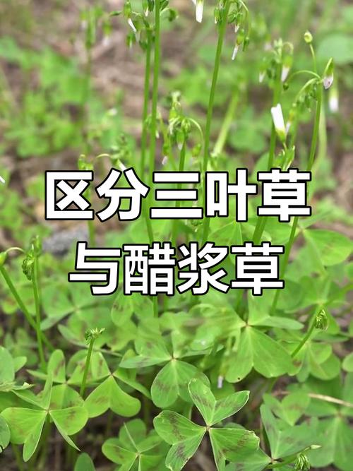 酢浆草与三叶草有什么区别？酢浆草 三叶草？-第6张图片-优品飞百科