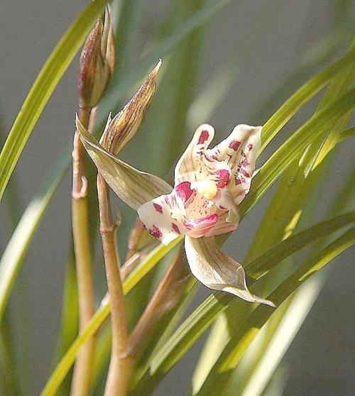 花朵也变脸，这些花花界的变色高手，花变颜色的科学原理？