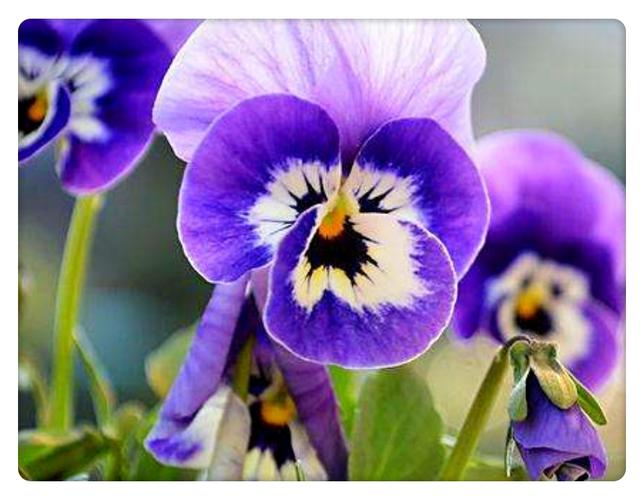 花朵也变脸，这些花花界的变色高手，花变颜色的科学原理？-第2张图片-优品飞百科