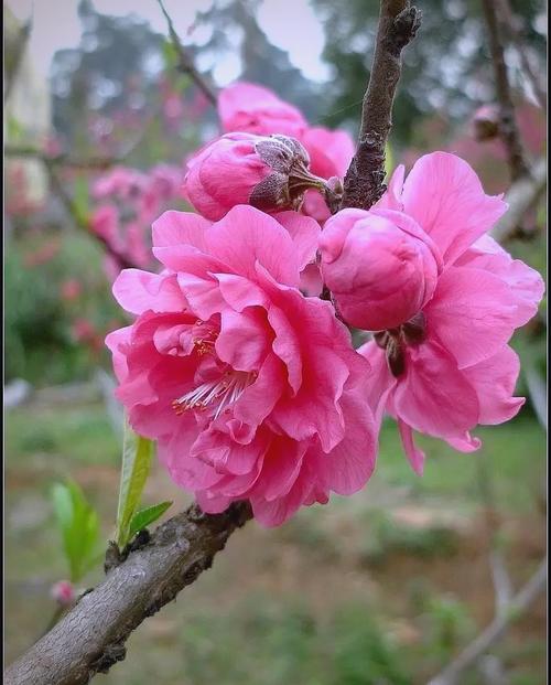 花朵也变脸，这些花花界的变色高手，花变颜色的科学原理？-第6张图片-优品飞百科