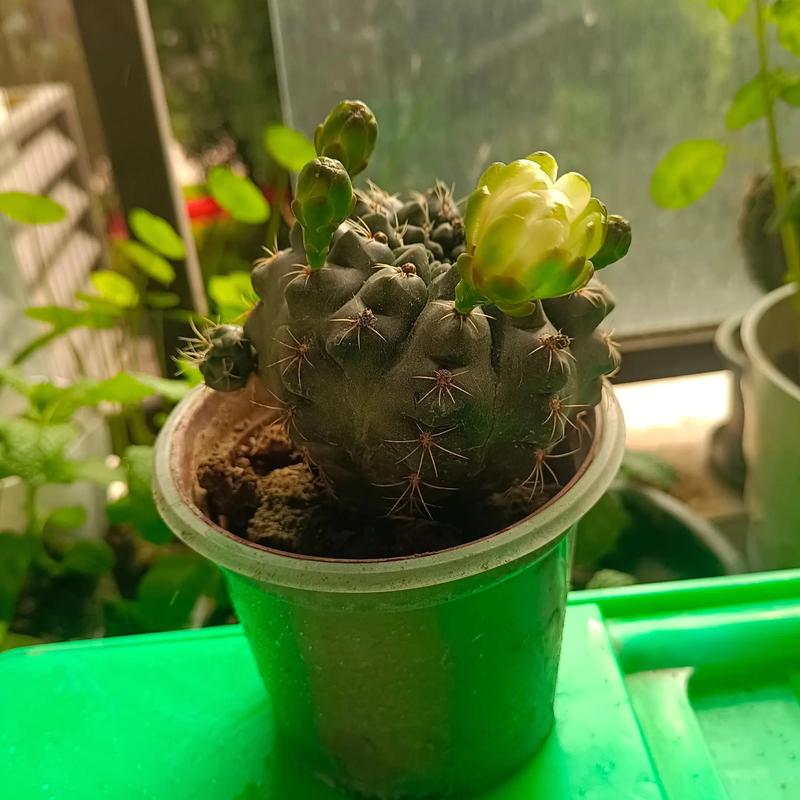 花朵也变脸，这些花花界的变色高手，花变颜色的科学原理？-第8张图片-优品飞百科