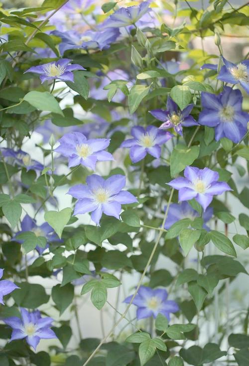 铁线莲常见品种？铁线莲常见品种有哪些？