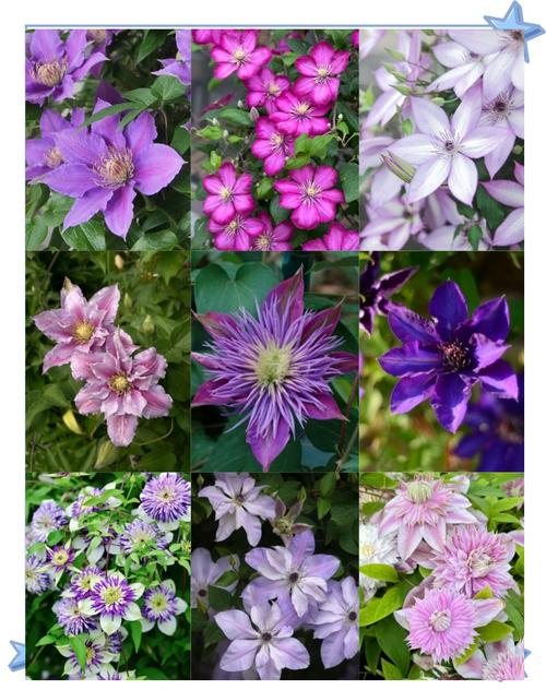 铁线莲常见品种?铁线莲常见品种有哪些?-第2张图片-优品飞百科 铁线莲常见品种?铁线莲常见品种有哪些?-第2张图片-优品飞百科